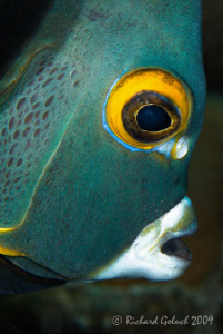 Portrait of French Angelfish-Canon 100 mm full frame-Bonaire by Richard Goluch 
